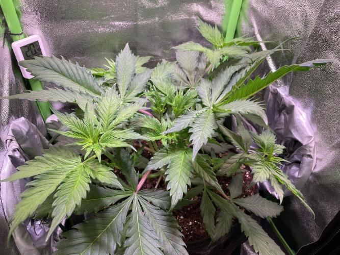 Chocolate Rainbow XXL. Week 5