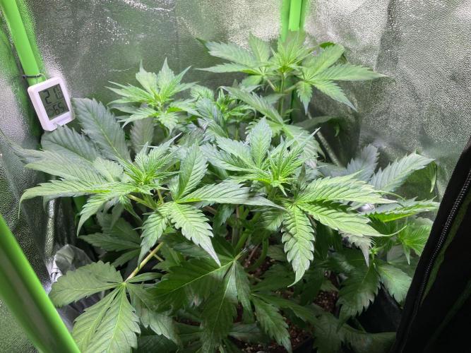 Chocolate Rainbow XXL. Week 5