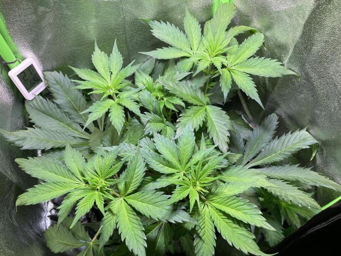 Chocolate Rainbow XXL. Week 5