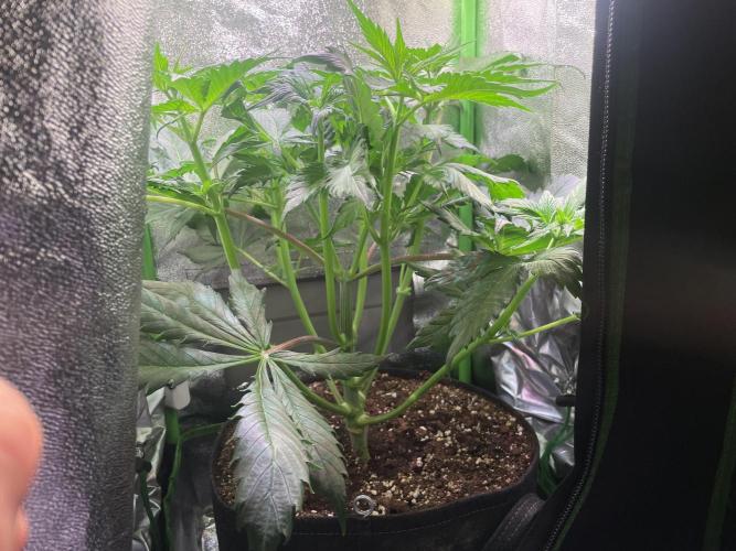 Chocolate Rainbow XXL. Week 5