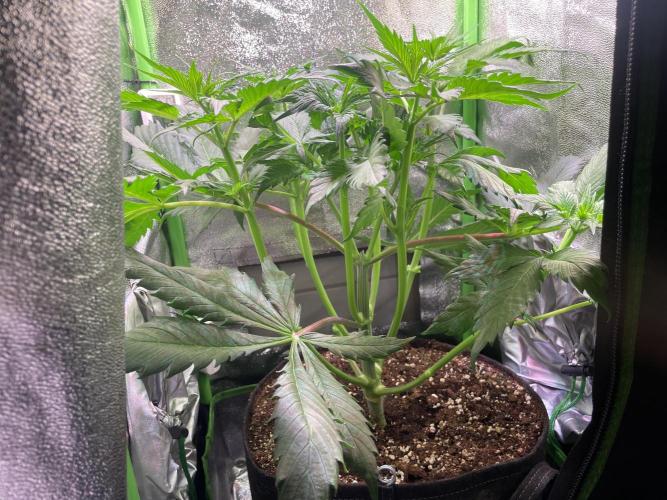 Chocolate Rainbow XXL. Week 5