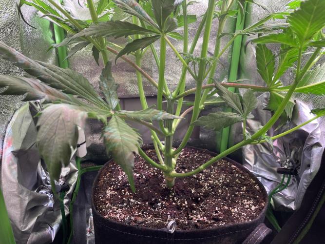 Chocolate Rainbow XXL. Week 6