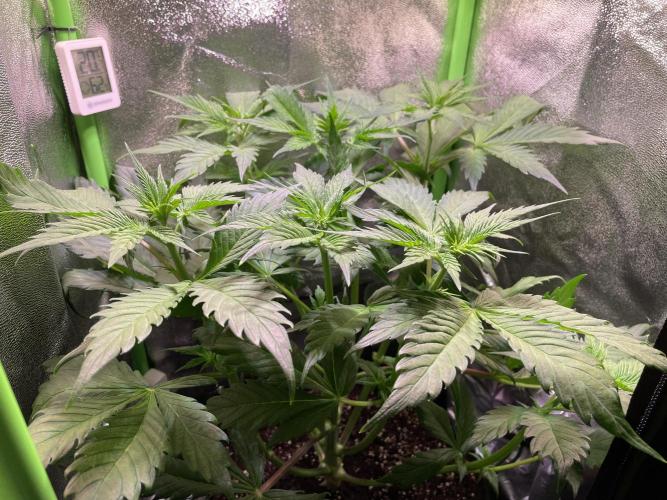 Chocolate Rainbow XXL. Week 6