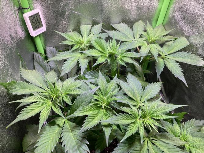 Chocolate Rainbow XXL. Week 6