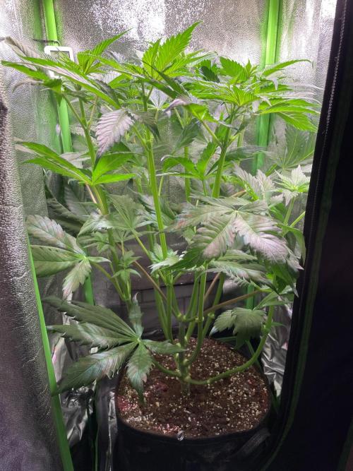 Chocolate Rainbow XXL. Week 6