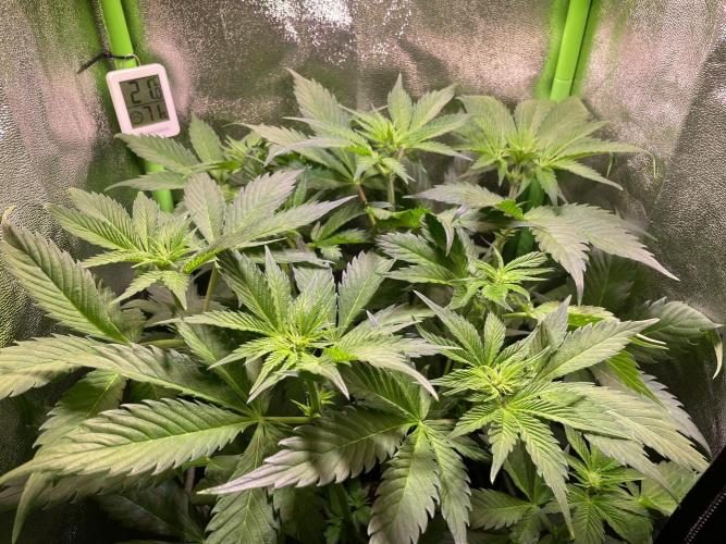 Chocolate Rainbow XXL. Week 6