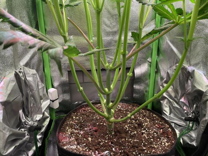 Chocolate Rainbow XXL. Week 6