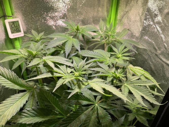 Chocolate Rainbow XXL. Week 7