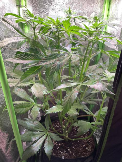 Chocolate Rainbow XXL. Week 7