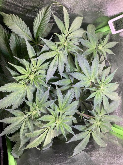 Chocolate Rainbow XXL. Week 7