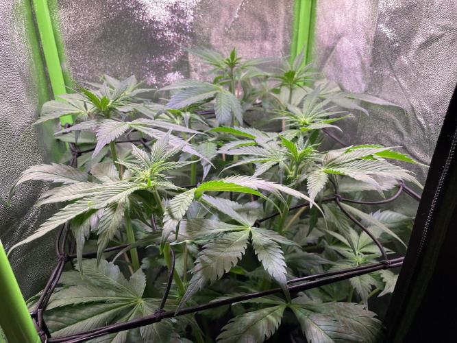 Chocolate Rainbow XXL. Week 7