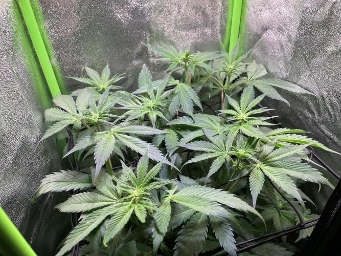 Chocolate Rainbow XXL. Week 7