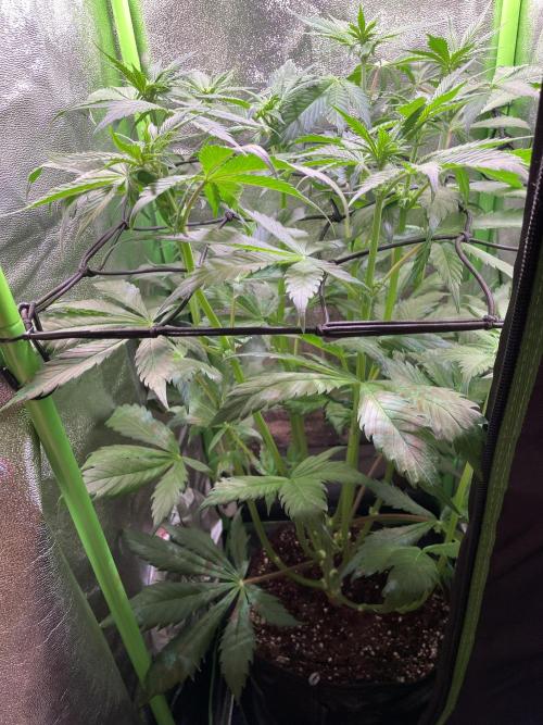 Chocolate Rainbow XXL. Week 7