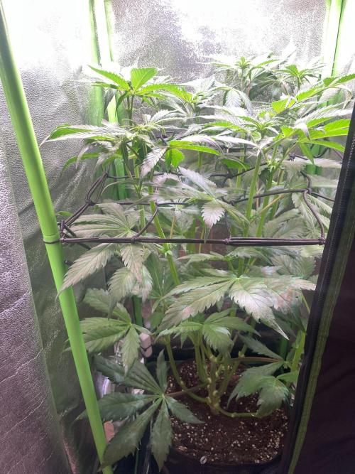 Chocolate Rainbow XXL. Week 7