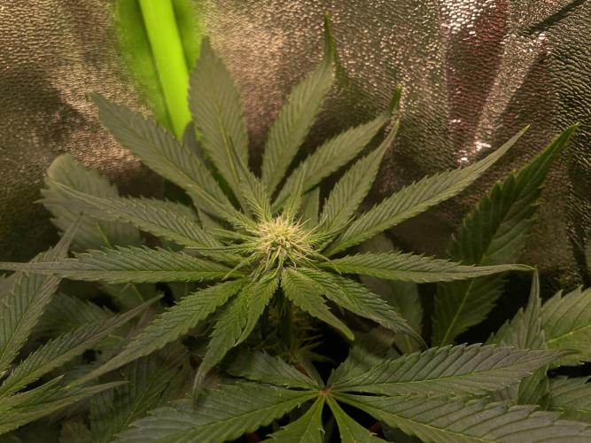 Chocolate Rainbow XXL. Week 8