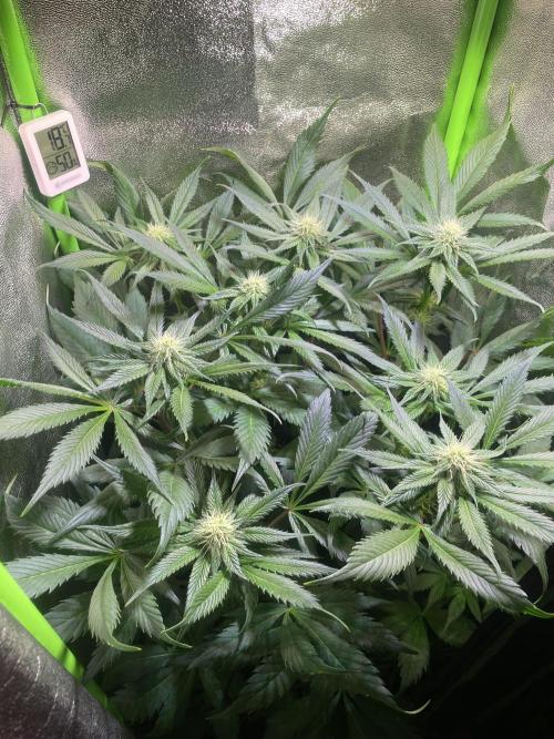 Chocolate Rainbow XXL. Week 9