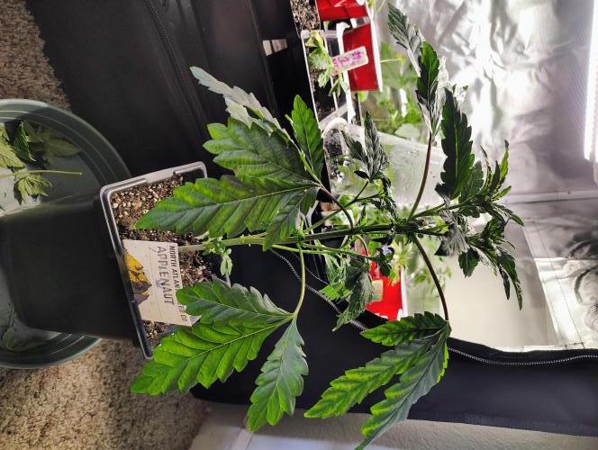 APPLENAUT (Dirty Sanchez X Wedding Cake). Week 10