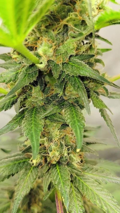 BABY YODA X RED ZKITTLEZ (MY OWN F1'S)