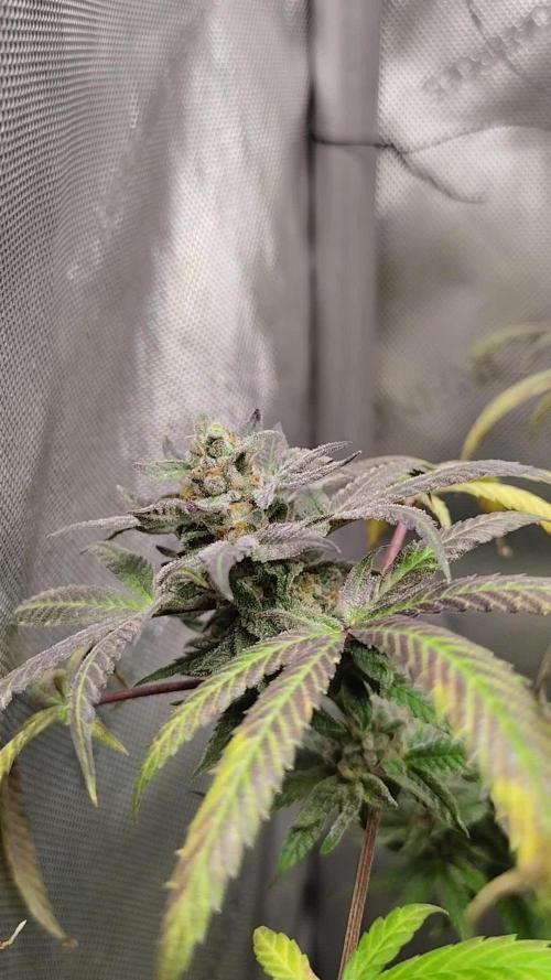 Apricot Smash 3 (Bag Seed)