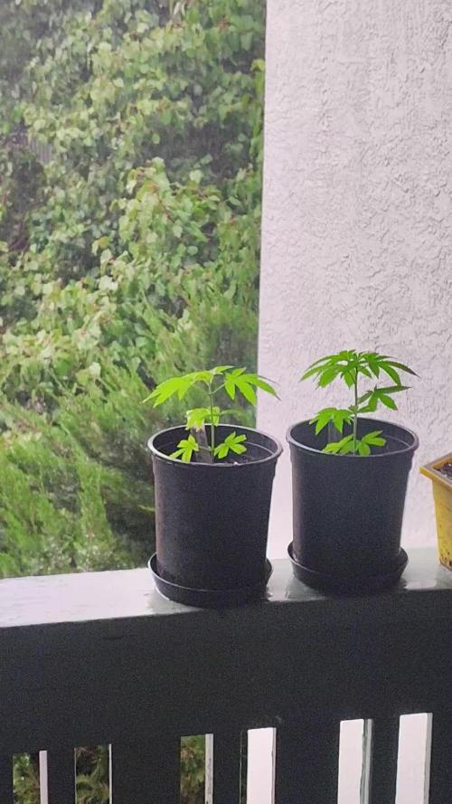 GORILLA GAS F1 FAST SEEDSMAN