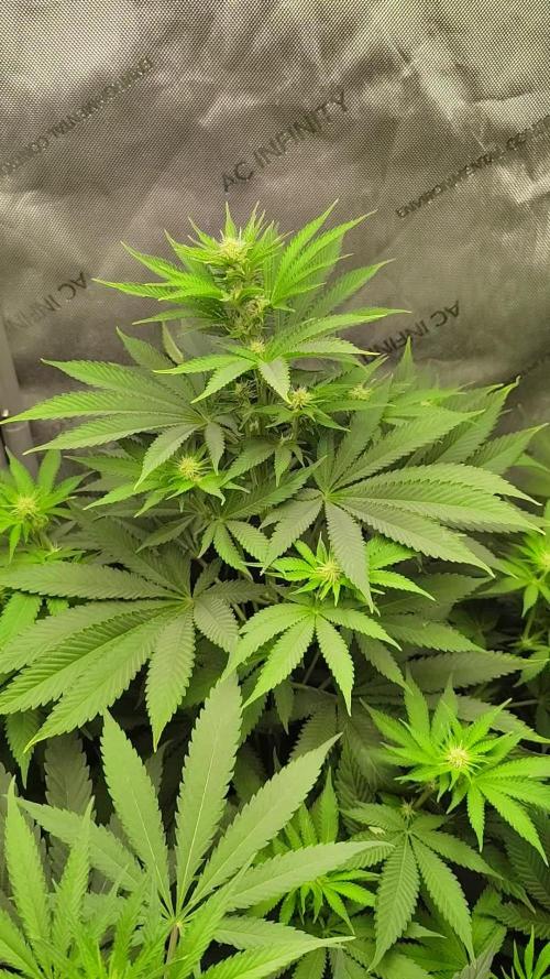 GORILLA GAS F1 FAST SEEDSMAN