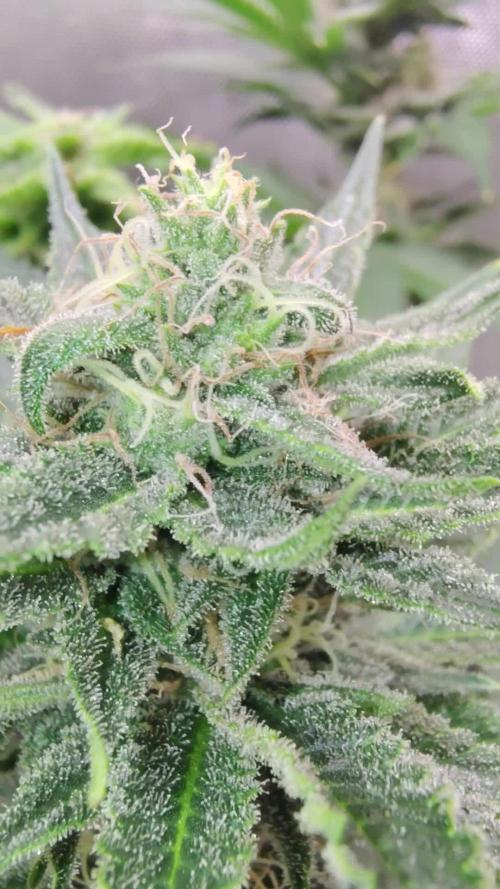 GORILLA GAS F1 FAST SEEDSMAN