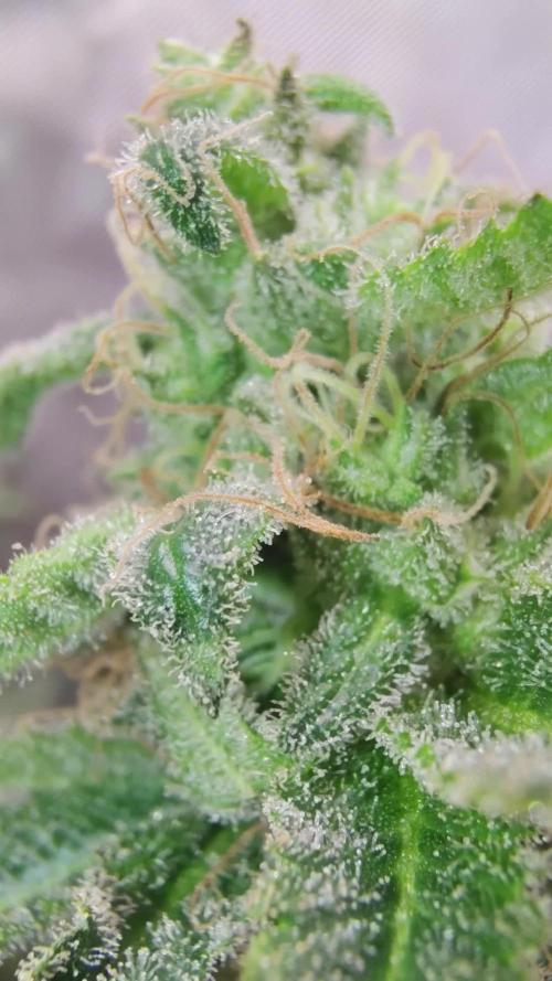 GORILLA GAS F1 FAST SEEDSMAN