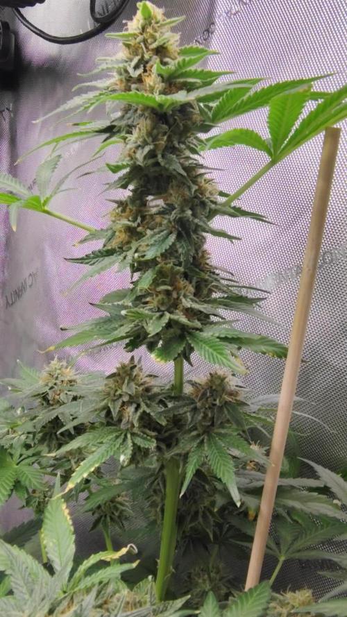 GORILLA GAS F1 FAST SEEDSMAN