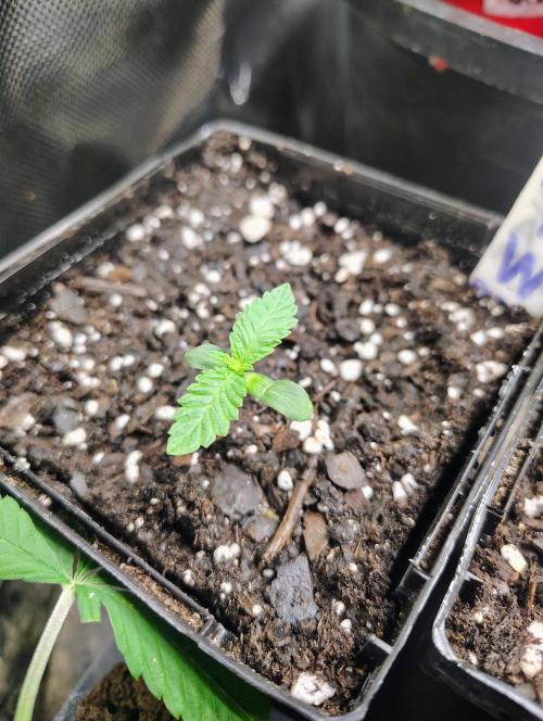 No Training Wheels by TerpFi3nd. Week 1