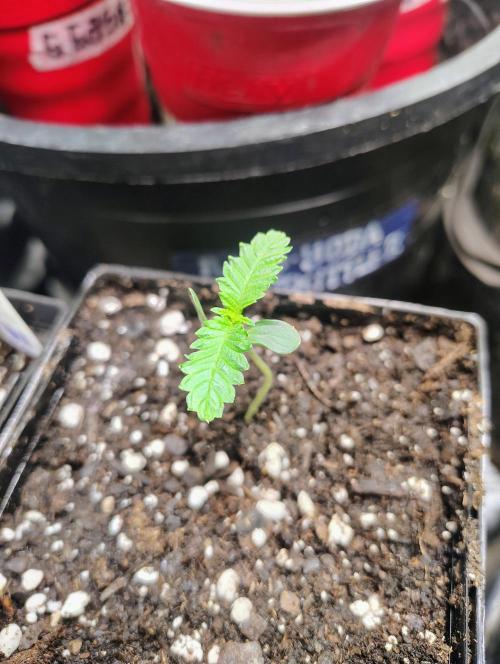 No Training Wheels by TerpFi3nd. Week 1