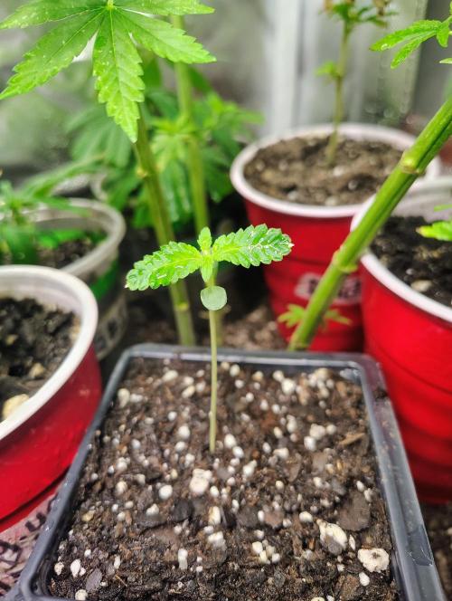 No Training Wheels by TerpFi3nd. Week 1