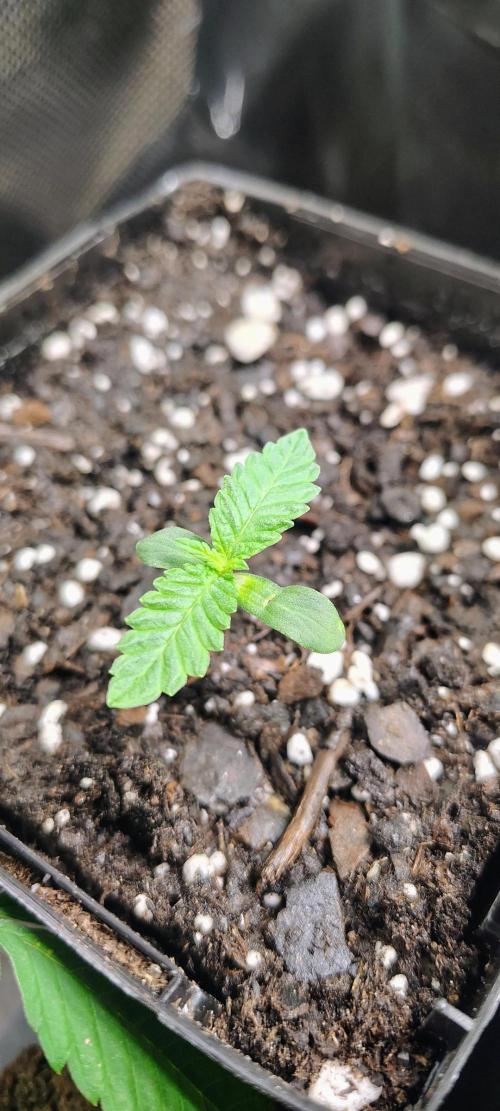 No Training Wheels by TerpFi3nd. Week 1