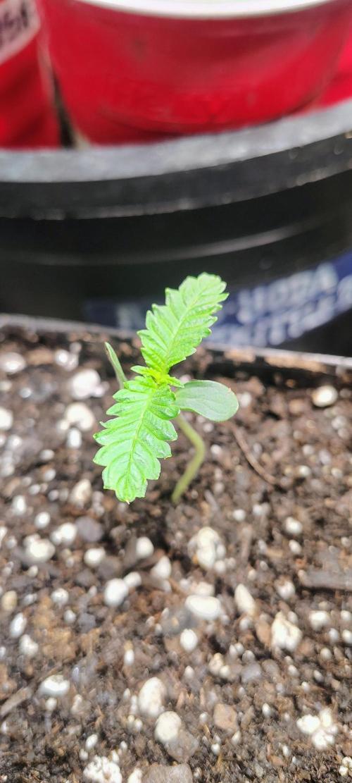 No Training Wheels by TerpFi3nd. Week 1