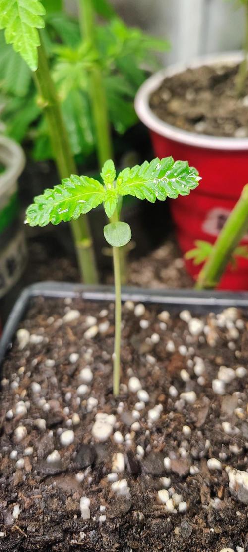 No Training Wheels by TerpFi3nd. Week 1