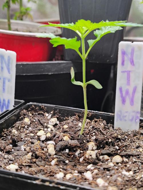 No Training Wheels by TerpFi3nd. Week 1