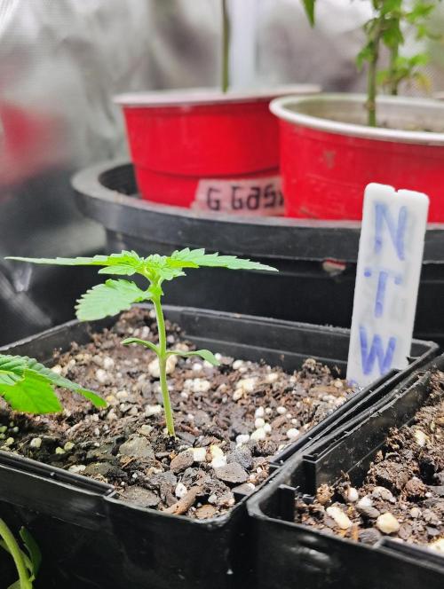 No Training Wheels by TerpFi3nd. Week 1