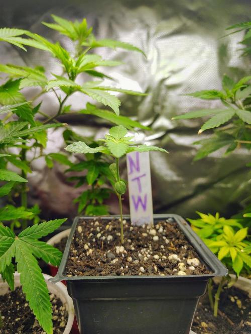 No Training Wheels by TerpFi3nd. Week 1