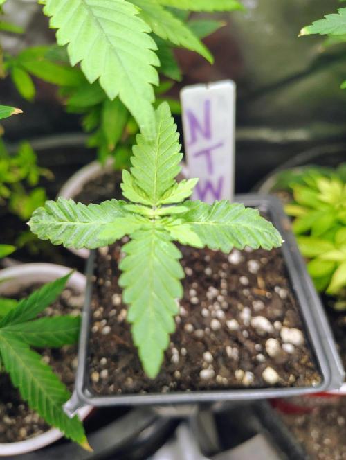 No Training Wheels by TerpFi3nd. Week 1