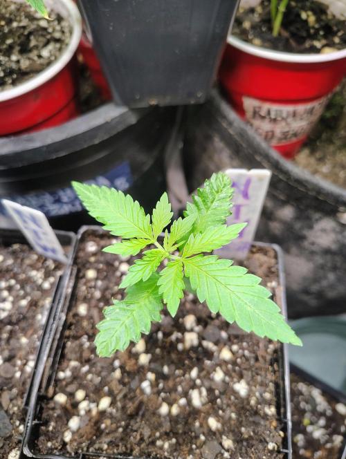 No Training Wheels by TerpFi3nd. Week 1