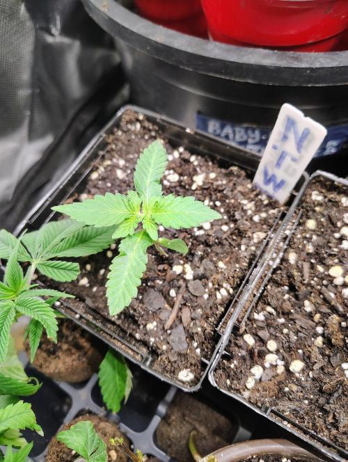 No Training Wheels by TerpFi3nd. Week 1