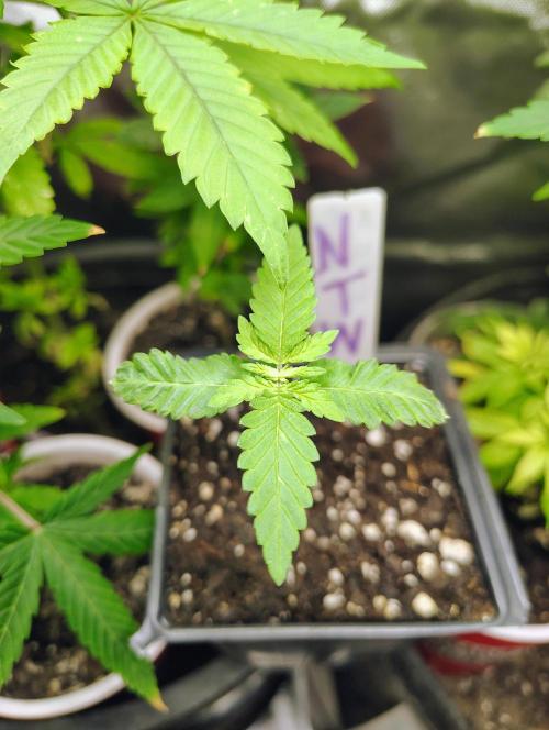 No Training Wheels by TerpFi3nd. Week 1