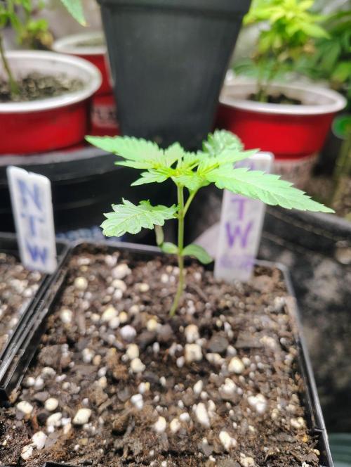 No Training Wheels by TerpFi3nd. Week 1