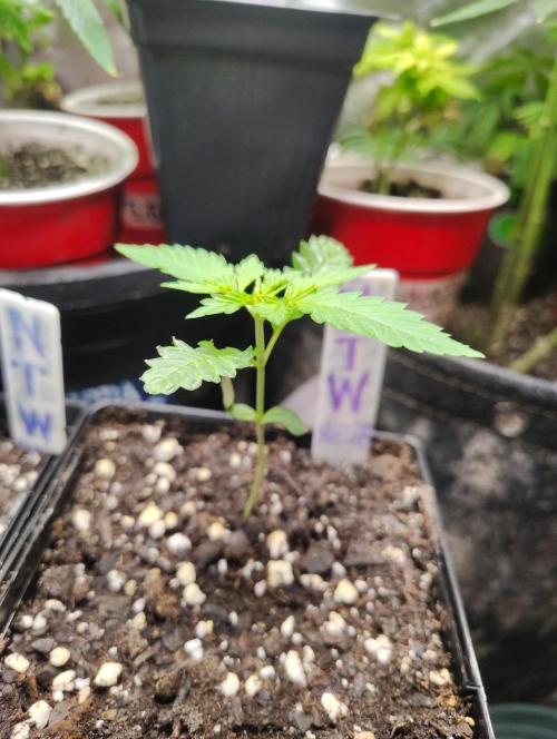 No Training Wheels by TerpFi3nd. Week 1