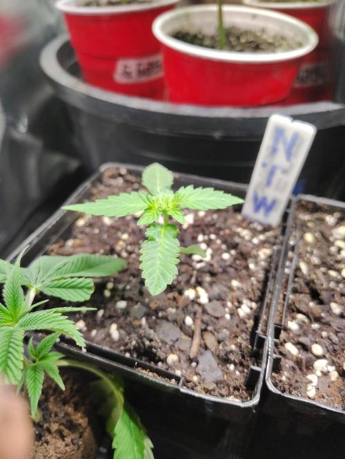 No Training Wheels by TerpFi3nd. Week 1