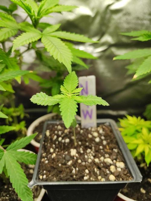 No Training Wheels by TerpFi3nd. Week 1