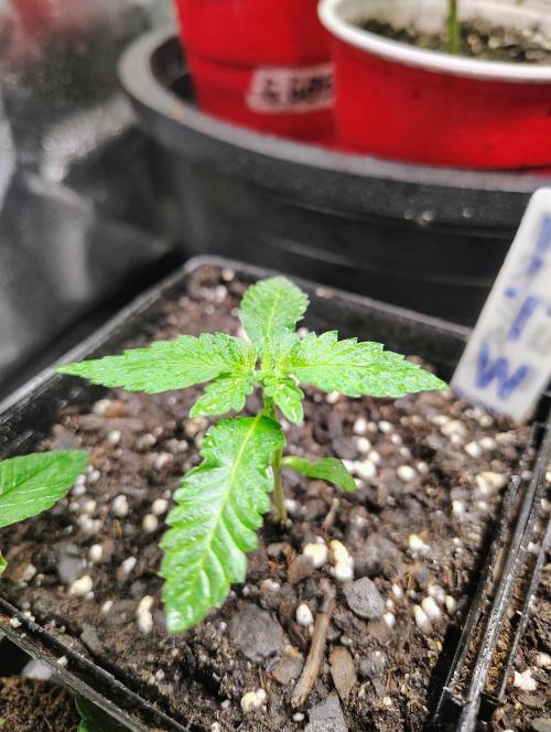 No Training Wheels by TerpFi3nd. Week 1