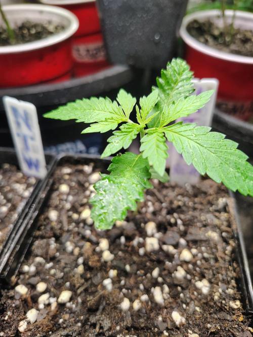 No Training Wheels by TerpFi3nd. Week 1