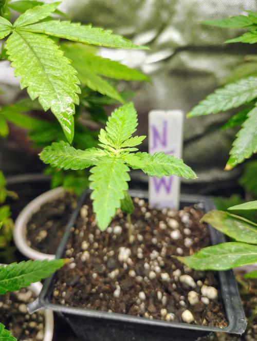 No Training Wheels by TerpFi3nd. Week 1