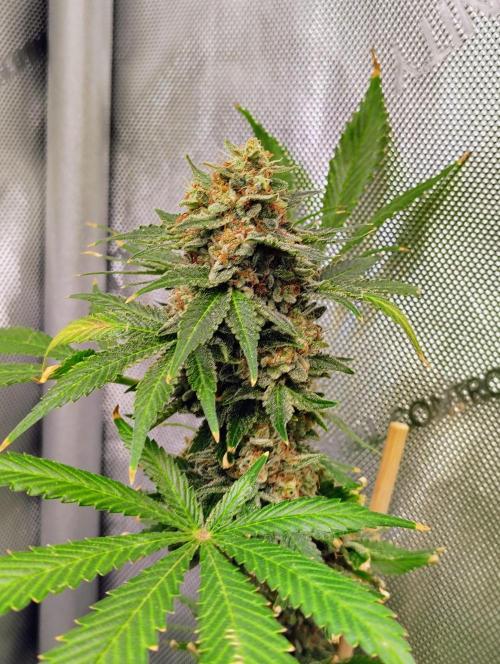 GORILLA GAS F1 FAST SEEDSMAN. Week 16