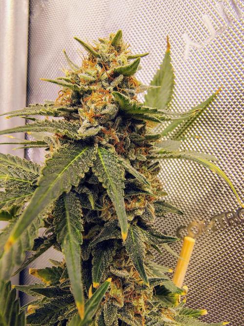 GORILLA GAS F1 FAST SEEDSMAN. Week 16